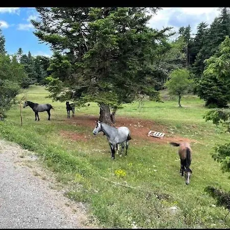 μιτάτο οίτη *